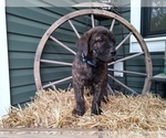 Puppy Dark Blue Rotticorso