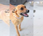 Small #8 Labrador Retriever Mix