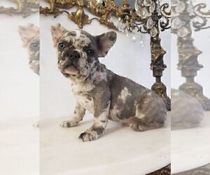 French Bulldog Puppy for sale in MIAMI, FL, USA