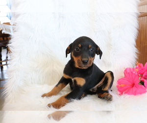 Bluetick Coonhound-Labrador Retriever Mix Puppy for sale in SHILOH, OH, USA