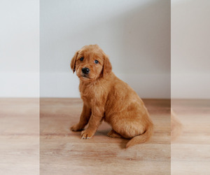 Golden Retriever Puppy for Sale in REDDING, California USA