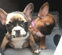 Medium French Bulldog