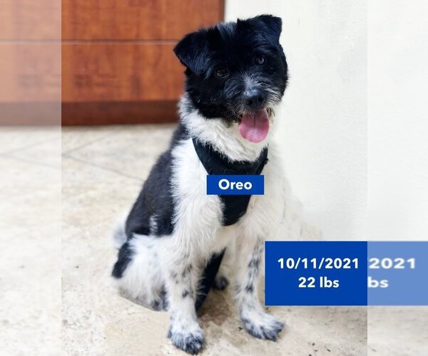 Medium Photo #3 Mutt Puppy For Sale in West Hollywood, CA, USA