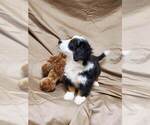 Small Photo #2 Bernedoodle Puppy For Sale in ATOKA, OK, USA