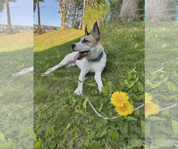 Medium Photo #3 Mutt Puppy For Sale in Woodbury, NY, USA