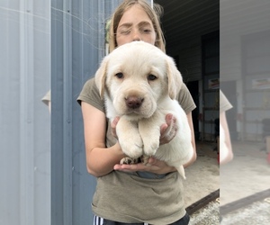 Labrador Retriever Puppy for sale in STEWARDSON, IL, USA