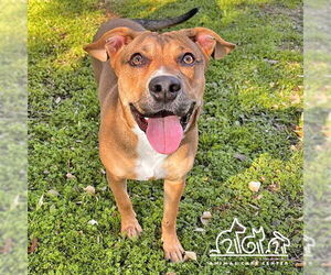 Mutt Dogs for adoption in Irvine, CA, USA