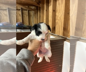 Morkie Puppy for sale in WHITE OAK, GA, USA