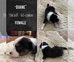 Puppy Diane Australian Shepherd
