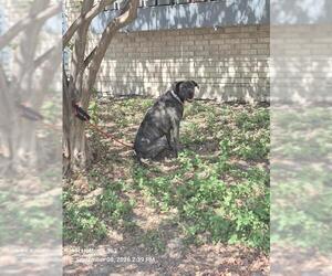 American Staffordshire Terrier-Unknown Mix Dogs for adoption in San Antonio, TX, USA