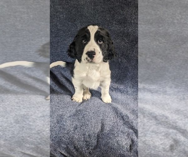 Medium Photo #1 English Springer Spaniel Puppy For Sale in KENT, WA, USA