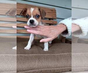 English Toy Terrier-Shih Tzu Mix Puppy for sale in LOGAN, OH, USA