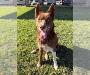 Siberian Husky-Unknown Mix Dogs for adoption in Riverside, CA, USA