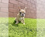 Small Photo #102 French Bulldog Puppy For Sale in CHICAGO, IL, USA