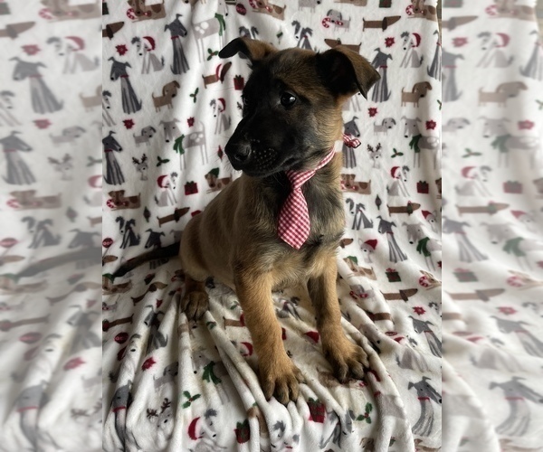 Medium Photo #3 Belgian Malinois Puppy For Sale in LANCASTER, PA, USA