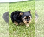 Small #4 Yorkshire Terrier