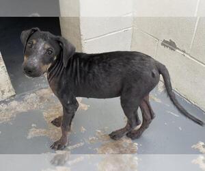 American Pit Bull Terrier-Unknown Mix Dogs for adoption in Corpus Christi, TX, USA