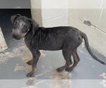 Small American Pit Bull Terrier Mix