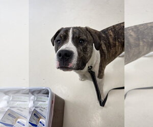 Labrador Retriever-Unknown Mix Dogs for adoption in Webster, WI, USA