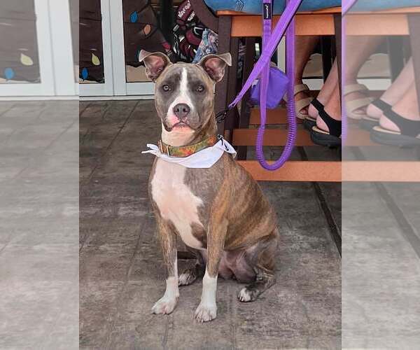 Medium Photo #11 Mutt Puppy For Sale in Mount Laurel, NJ, USA
