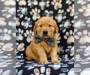 Golden Retriever Puppy for sale in NARVON, PA, USA