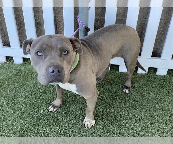 Medium Photo #1 Mutt Puppy For Sale in Modesto, CA, USA