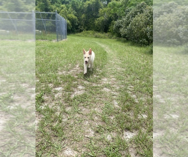Medium Photo #6 German Shepherd Dog Puppy For Sale in ALACHUA, FL, USA