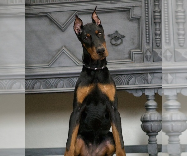 Medium Photo #1 Doberman Pinscher Puppy For Sale in WARSAW, IN, USA