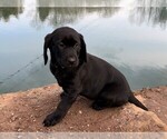 Small Photo #1 Labrador Retriever Puppy For Sale in READING, PA, USA