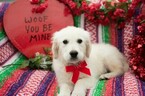 Small Photo #5 English Cream Golden Retriever Puppy For Sale in PLYMOUTH, OH, USA