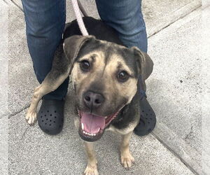 Mutt Dogs for adoption in Chester, NJ, USA