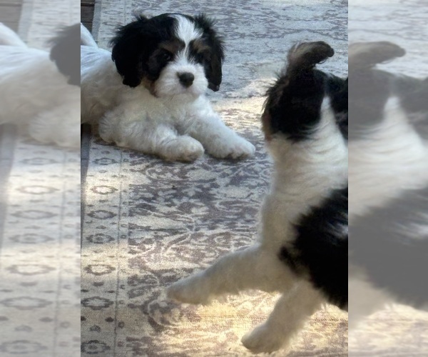 Medium Photo #7 Cavachon Puppy For Sale in OLYMPIA, WA, USA