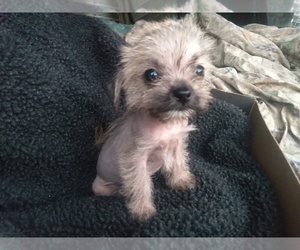 Shih Tzu-Xoloitzcuintli (Mexican Hairless) Mix Puppy for sale in COLVILLE, WA, USA