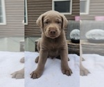 Puppy Mr Red Labrador Retriever