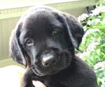Small Photo #5 Labrador Retriever Puppy For Sale in WACO, GA, USA
