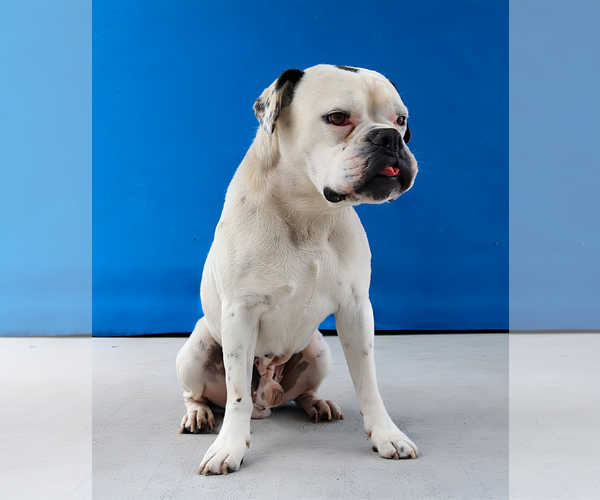 Medium Photo #2 Boxer-Unknown Mix Puppy For Sale in Pasadena, CA, USA