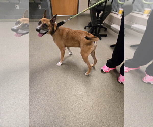 Medium Photo #4 Boxer-Unknown Mix Puppy For Sale in Garner, NC, USA