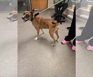 Edwin - Male Boxer-Unknown Mix Dog for Adoption - Photo #4