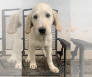 Father of the Bernedoodle-Labradoodle Mix puppies born on 10/05/2025