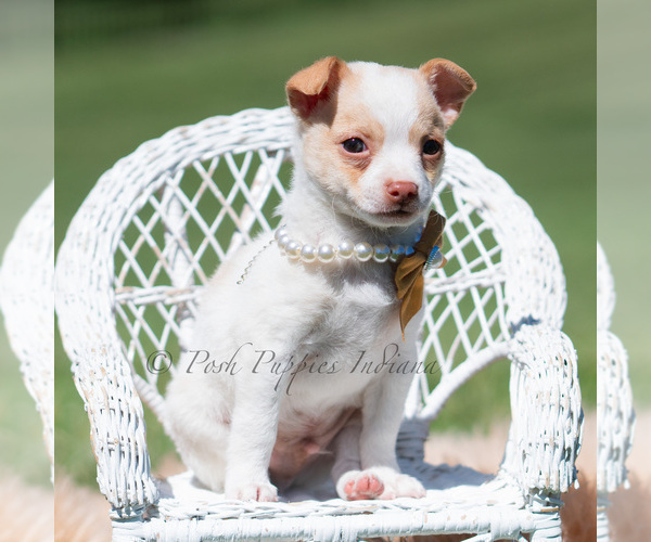 Medium Photo #85 Chihuahua Puppy For Sale in WARSAW, IN, USA