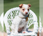 Small Photo #85 Chihuahua Puppy For Sale in WARSAW, IN, USA