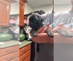 Small Photo #33 Pug Puppy For Sale in TROY, MO, USA