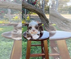 Havanese Puppy for sale in CHULA VISTA, CA, USA