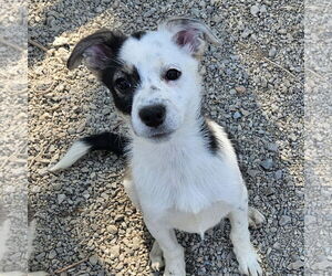 Australian Shepherd-Unknown Mix Dogs for adoption in Salt Lake City, UT, USA