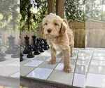 Puppy Green Miniature Labradoodle