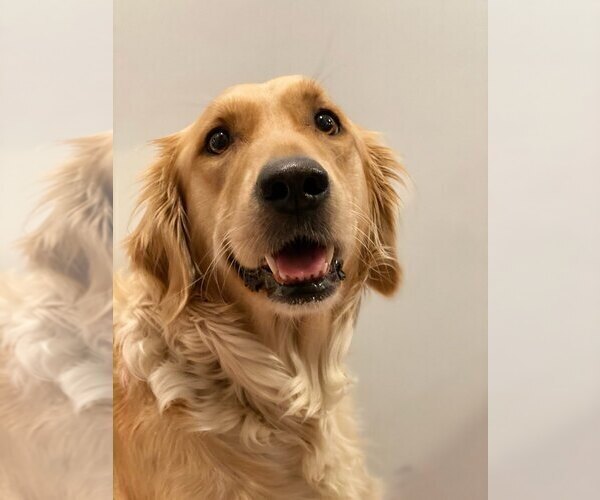 Medium Photo #1 Golden Retriever Puppy For Sale in HUNTINGTON, IN, USA