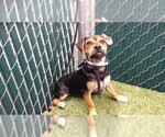 MAX - Male Chihuahua-Unknown Mix Dog for Adoption - Small photo