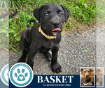 Small #1 American Pit Bull Terrier-Labrador Retriever Mix