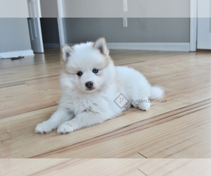 Pomsky Puppy for sale in KANSAS CITY, MO, USA