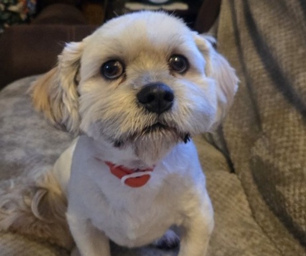 Medium Photo #1 Lhasa Apso Puppy For Sale in COEUR D ALENE, ID, USA